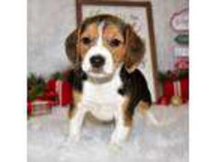 Beagle Puppy for sale in Koshkonong, MO, USA