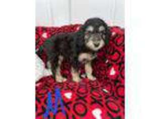 Mutt Puppy for sale in Valley Head, AL, USA
