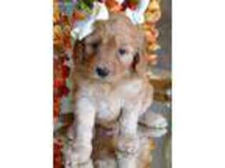 Goldendoodle Puppy for sale in High Point, NC, USA