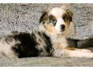 Miniature Australian Shepherd Puppy for sale in Spearville, KS, USA