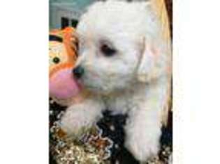 Bichon Frise Puppy for sale in Pensacola, FL, USA