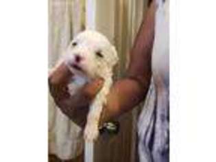 Maltese Puppy for sale in Roosevelt, NY, USA