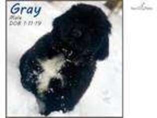 Newfoundland Puppy for sale in Grand Island, NE, USA