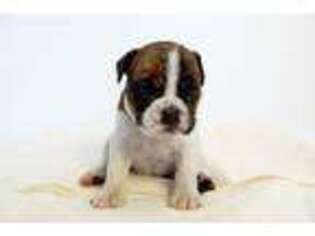 Olde English Bulldogge Puppy for sale in Orem, UT, USA