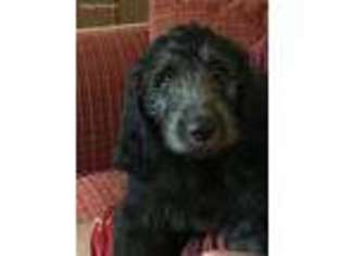 Goldendoodle Puppy for sale in Terre Haute, IN, USA