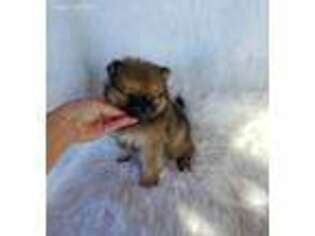 Pomeranian Puppy for sale in Monroe, NC, USA