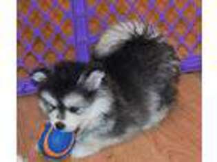 Buggs Puppy for sale in Hastings, MI, USA