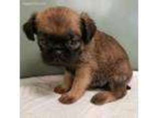 Brussels Griffon Puppy for sale in Claremont, NC, USA