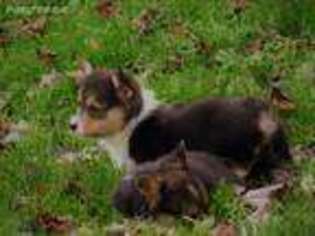 Pembroke Welsh Corgi Puppy for sale in Meadow Bridge, WV, USA