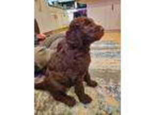 Goldendoodle Puppy for sale in Banks, OR, USA