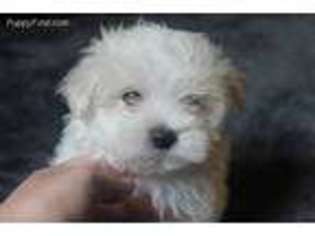 Maltese Puppy for sale in Olla, LA, USA