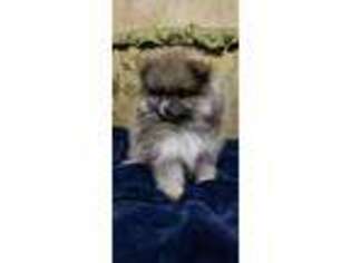 Pomeranian Puppy for sale in Port Townsend, WA, USA