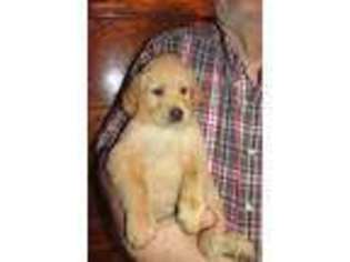 Golden Retriever Puppy for sale in Richland Center, WI, USA