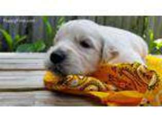 Golden Retriever Puppy for sale in Nicktown, PA, USA