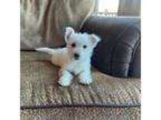 West Highland White Terrier Puppy for sale in New Castle, PA, USA
