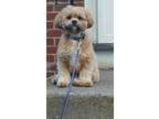 Lhasa Apso Puppy for sale in Everett, MA, USA