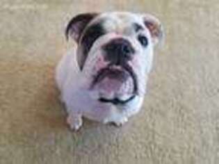 Bulldog Puppy for sale in Lancaster, OH, USA