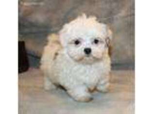 Mal-Shi Puppy for sale in Bonaparte, IA, USA