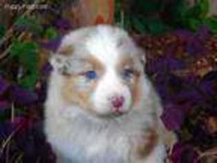 Australian Shepherd Puppy for sale in Conway, AR, USA