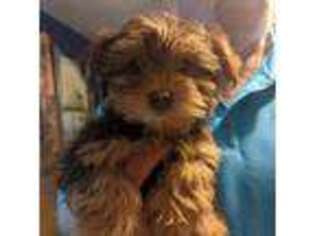 Yorkshire Terrier Puppy for sale in Freeport, TX, USA