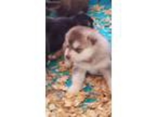 Alaskan Malamute Puppy for sale in West Sunbury, PA, USA