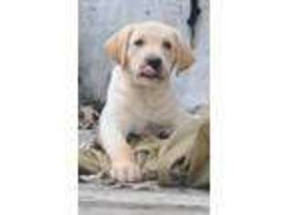 Labrador Retriever Puppy for sale in Shiocton, WI, USA