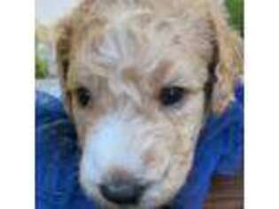 Goldendoodle Puppy for sale in Bastrop, TX, USA