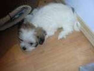 Maltese Puppy for sale in Lynnwood, WA, USA