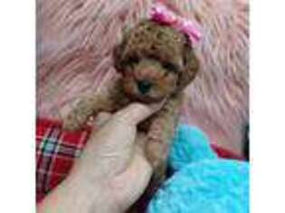 Mutt Puppy for sale in Conway, SC, USA