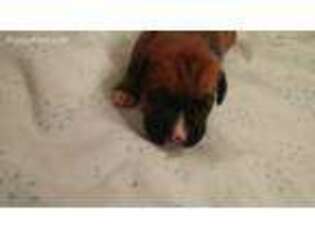 Boxer Puppy for sale in Disputanta, VA, USA