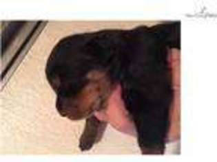 Rottweiler Puppy for sale in Springfield, IL, USA