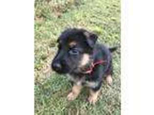 German Shepherd Dog Puppy for sale in Sumter, SC, USA