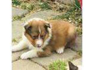 Shetland Sheepdog Puppy for sale in Westminster, MD, USA