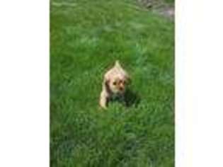 Cavalier King Charles Spaniel Puppy for sale in La Grande, OR, USA