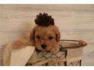 Cavapoo Puppy for sale in Saint Louis, MO, USA