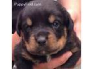 Medium Photo #1 Rottweiler Puppy For Sale in Brooklyn, NY, USA