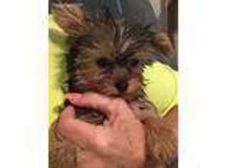 Yorkshire Terrier Puppy for sale in Live Oak, FL, USA