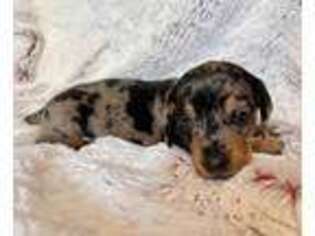 Dachshund Puppy for sale in Warrensburg, MO, USA