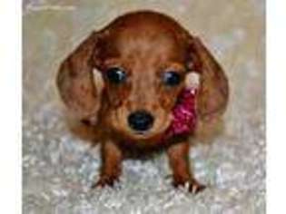 Dachshund Puppy for sale in Maple Lake, MN, USA