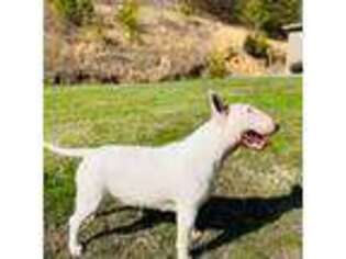 Bull Terrier Puppy for sale in Lowmansville, KY, USA