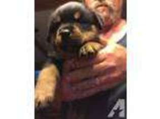 Rottweiler Puppy for sale in TOLEDO, IL, USA