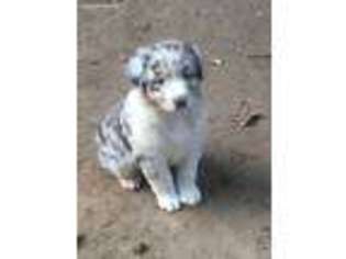 Australian Shepherd Puppy for sale in Fort Payne, AL, USA