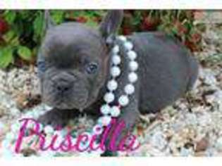 French Bulldog Puppy for sale in Hinesville, GA, USA