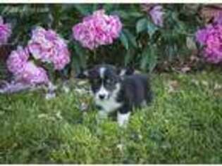 Pembroke Welsh Corgi Puppy for sale in Irvington, KY, USA