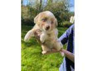 Miniature Australian Shepherd Puppy for sale in Bothell, WA, USA