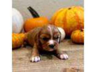 Cavalier King Charles Spaniel Puppy for sale in Greenwood, AR, USA