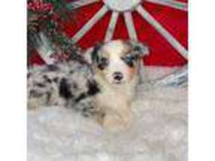 Miniature Australian Shepherd Puppy for sale in Kalama, WA, USA
