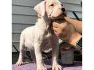 Dogo Argentino Puppy for sale in Inkster, MI, USA