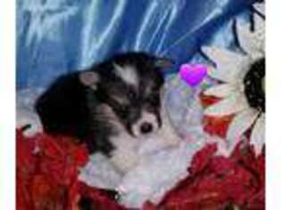 Pembroke Welsh Corgi Puppy for sale in Farnam, NE, USA