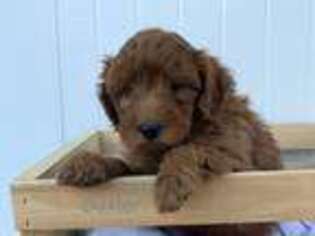 Goldendoodle Puppy for sale in Romulus, NY, USA